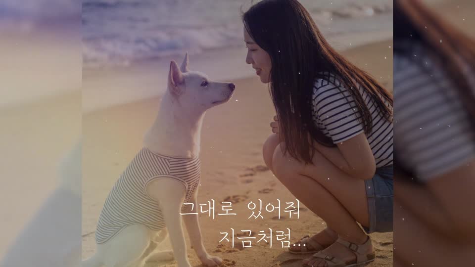 보호자와 함께하는 반려견