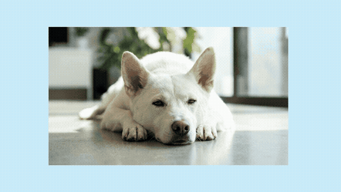 실제 성장영상에서 가져온 가로 16대9 GIF 미리보기