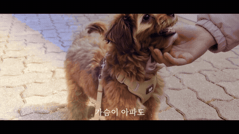 반려견의 따뜻한 일상을 담은 실제 추모영상 GIF