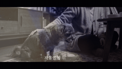 반려견과 함께한 시간을 떠올리는 영상 장면 · 실제 샘플 GIF